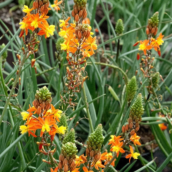 Bulbinela (bulbinella)