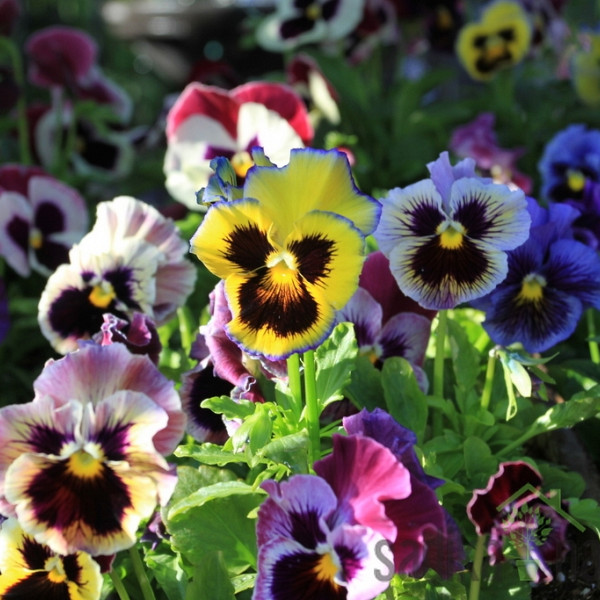 Maćuhica (Viola tricolor hortensis)