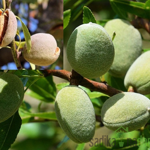 Badem Avijor (prunus dulcis)
