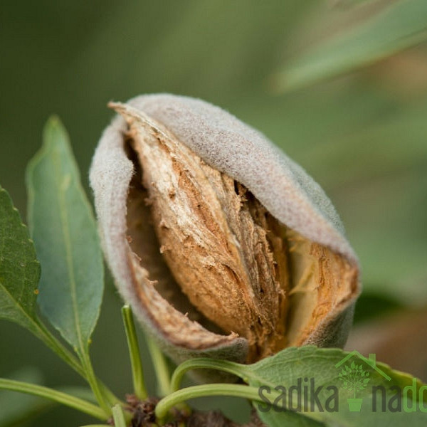 Badem Budateteny Botermo 