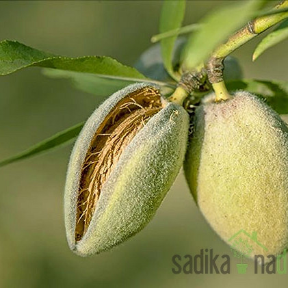 Badem Tuono - OTPORAN NA MRAZ DO -17