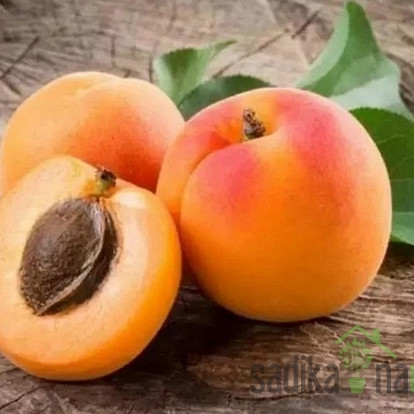 Marelica Debeli Flokar - VRLO DEBELA autohtona