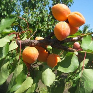 Marelica Novosadska kasnocvatuća-RIJETKO POZEBE