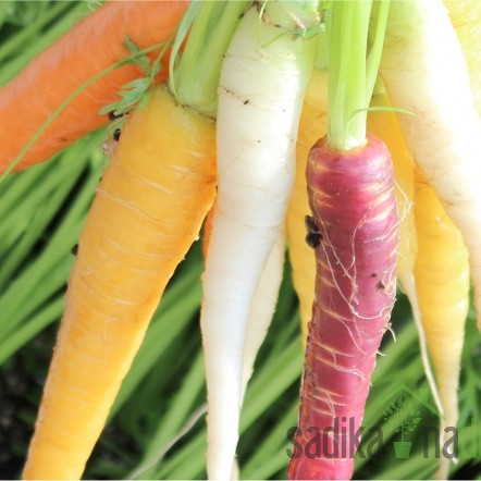 Sjeme Mješavina mrkve