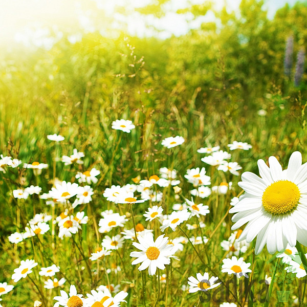 Sjeme Smjesa ljetnog cvijeća