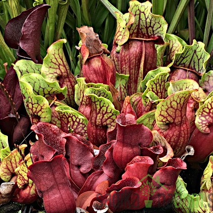 Mesožderka (Sarracenia species)