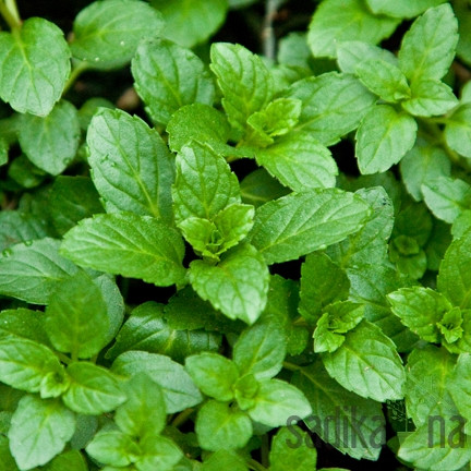 Aromatično bilje Metvica švicarska