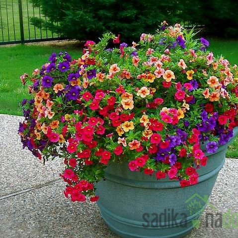 Milijun zvončića (Calibrachoa Millionbells)