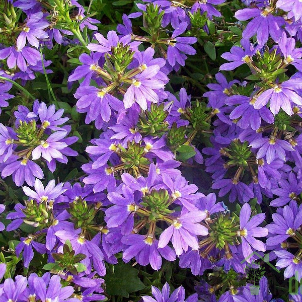 Scaevola saligna