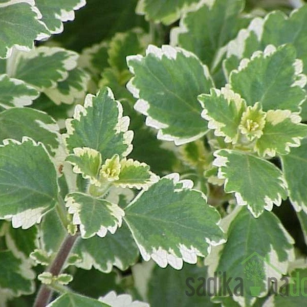 Tamjan (Plectranthus sp.)