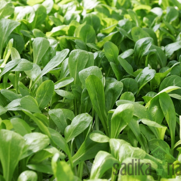 Sjeme Matovilac Pomladin