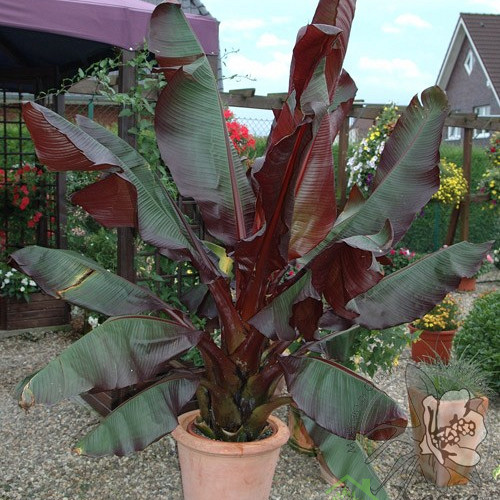 Banana otporna na mraz Velutina Pink
