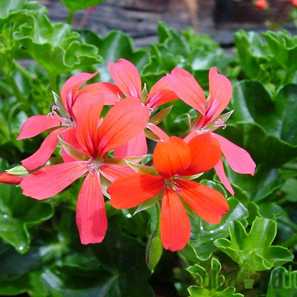 Viseća pelargonija (Pelargonium cascade)