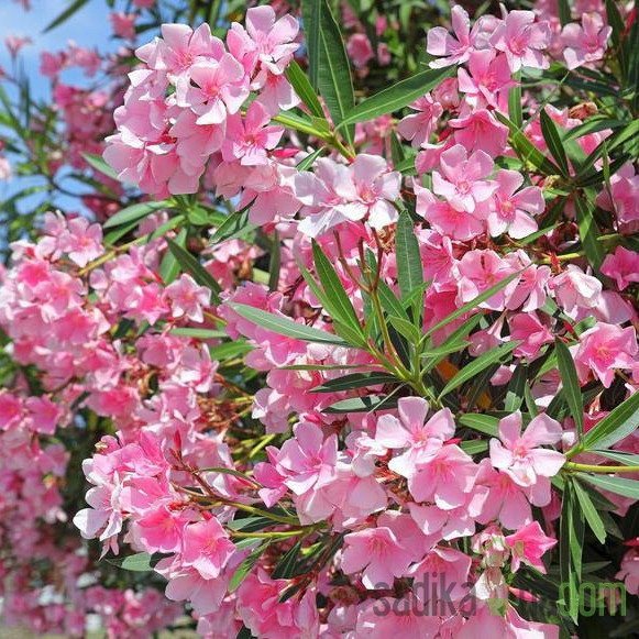 Oleander (Nerium oleander)