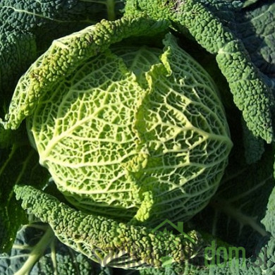 Sjeme kelj Di Castelnuovo Invernale 102