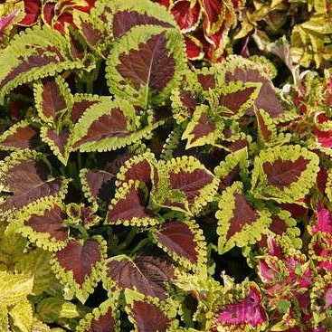 Ukrasna kopriva (Coleus x Blumei)