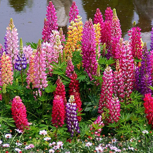 Sjeme Ukrasna vučika / lupina mješavina