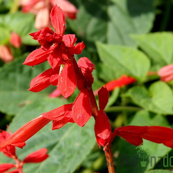 Sjeme Ukrasna crvena kadulja - salvija