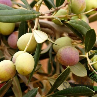 Maslina Arbosana