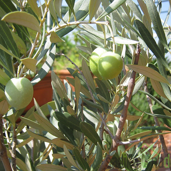 Maslina Ascolana Tenera