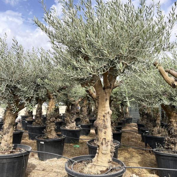 maslina High Trunk Branched (90 godina)