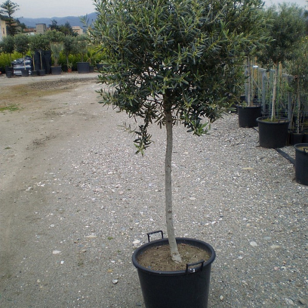 Maslina (Olea Europaea)