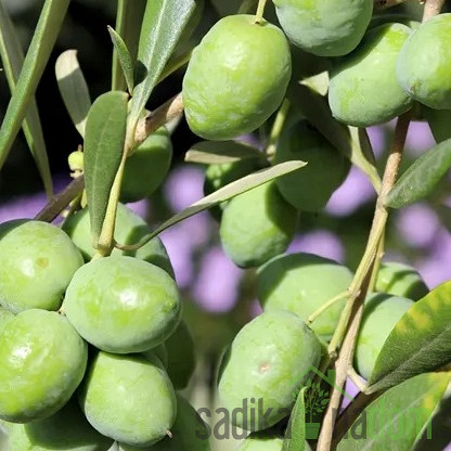 Maslina Picholine
