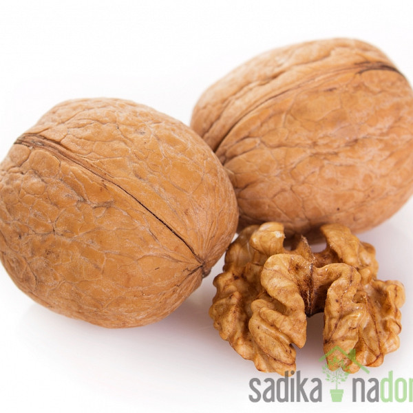 Orah Chandler - PREDNARUDŽBA  (isporuka od 15. do 20. studenog)