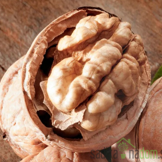 Orah Ronde de Montignac – samooplodan