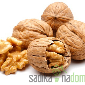 Orah Tulare - SAMOOPLODAN, rijetko pozebe