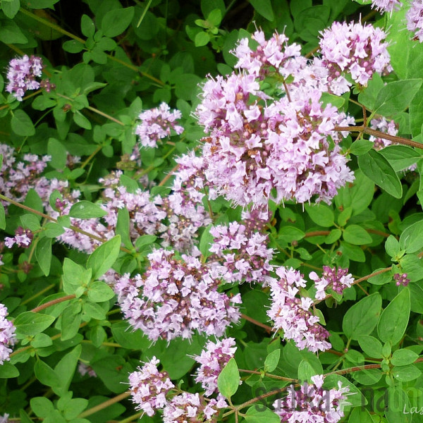 Sjeme Origano ili obični mravinac 