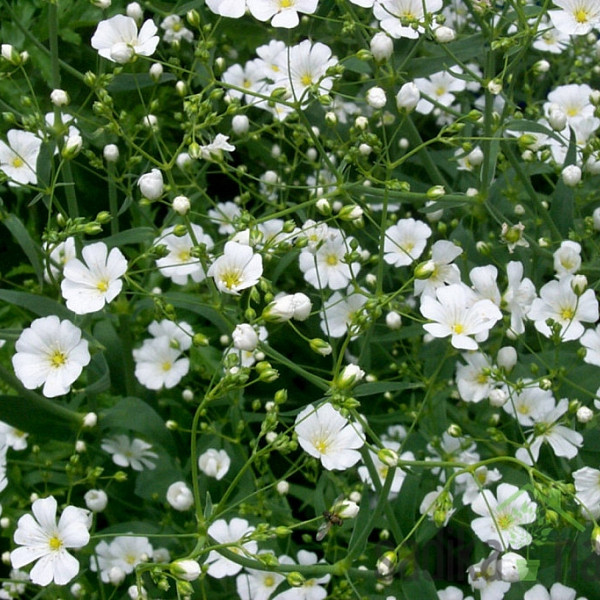Sjeme Šlajer / Sadarka, Gypsophila paniculata bijela