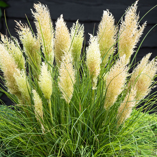 Pampa trava (cortaderia selloana)