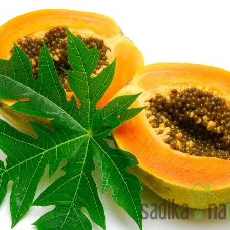 Papaja (Carica Papaya)