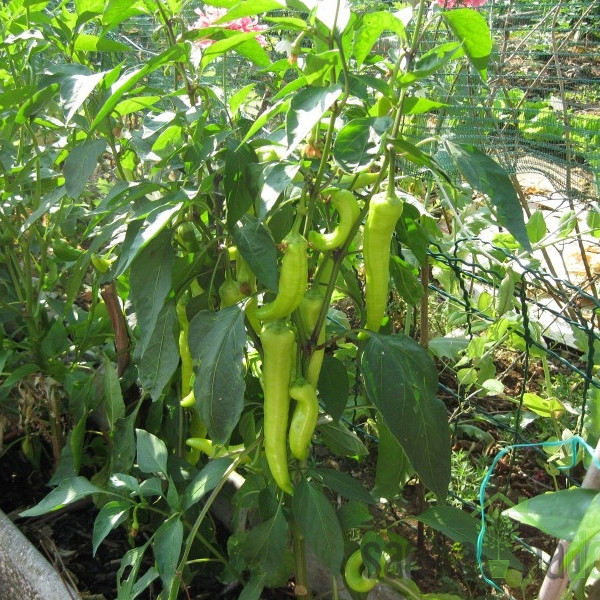 Sjeme Paprika Sivrija