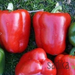 Paprika Solario