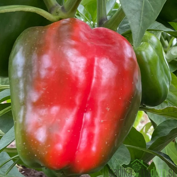 Paprika Virgilio/ Batory