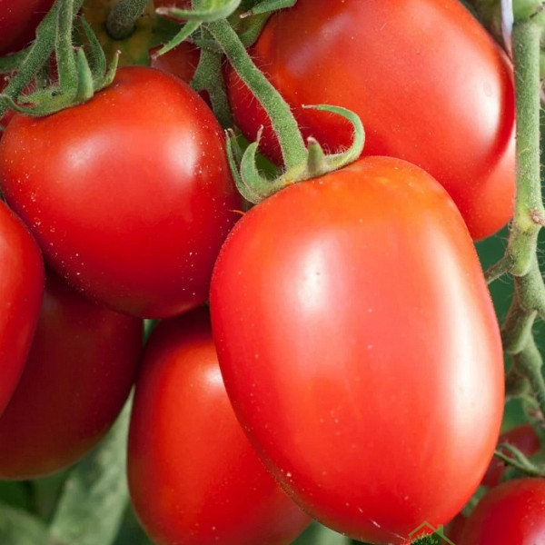 Rajčica Dolcisio F1 - NISKA CHERRY RAJČICA