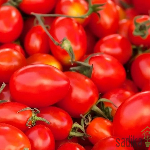 Rajčica Lilly - U OBLIKU DATULJE