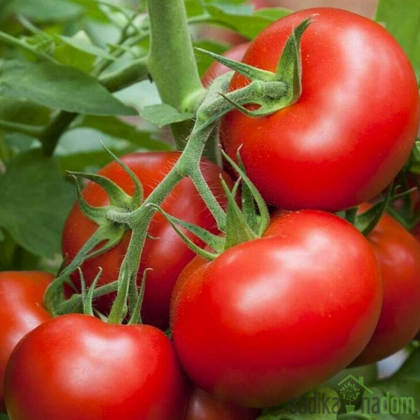 Rajčica Torcida - SREDNJE RANI