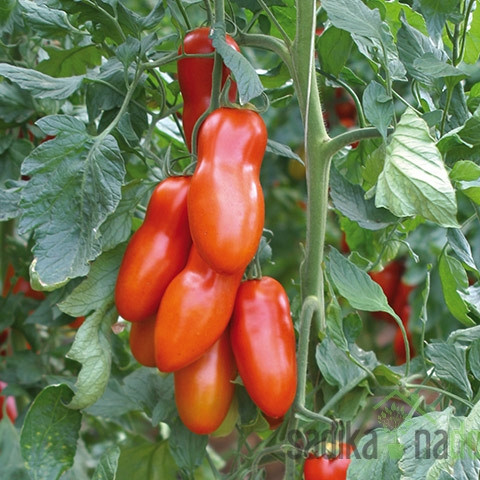 Rajčica Adamo Green - PELAT