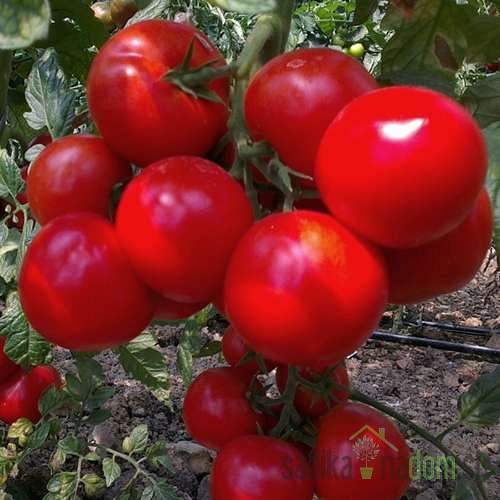 Rajčica Grapolo/ Monte Carlo