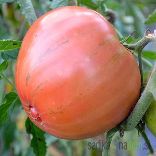 Rajčica Medeno srce