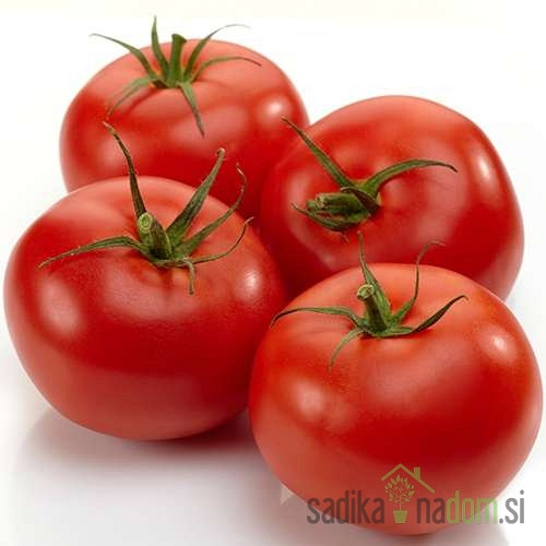 Rajčica Novosadski jabučar