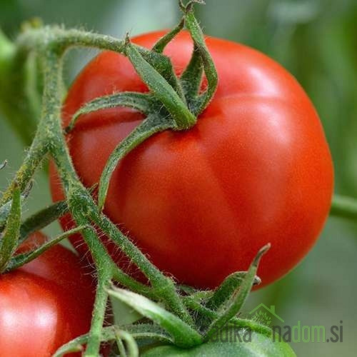 Rajčica Saint Pierre