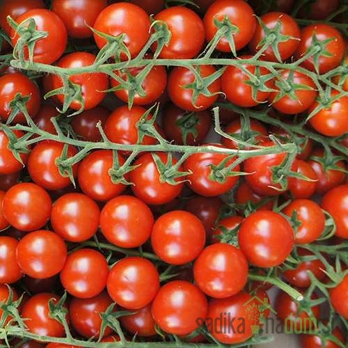 Rajčica Sweet Million/ Crokini