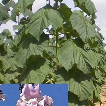 Paulovnija / Paulownia Elogata