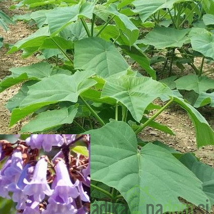 Paulovnija / Paulownia Energy