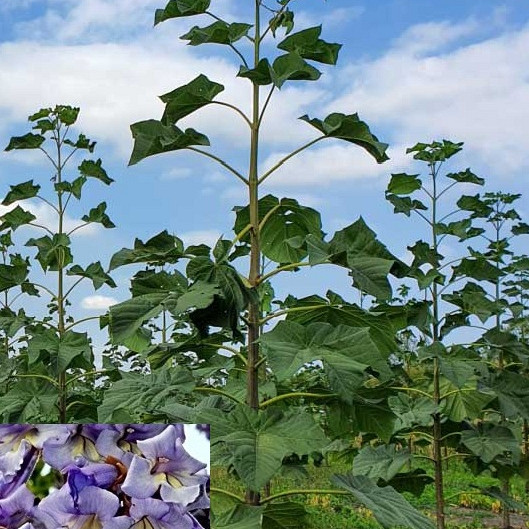 Paulovnija / Paulownia Pao Tong