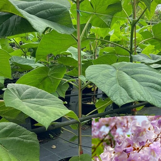Paulovnija / Paulownia Shang Tong